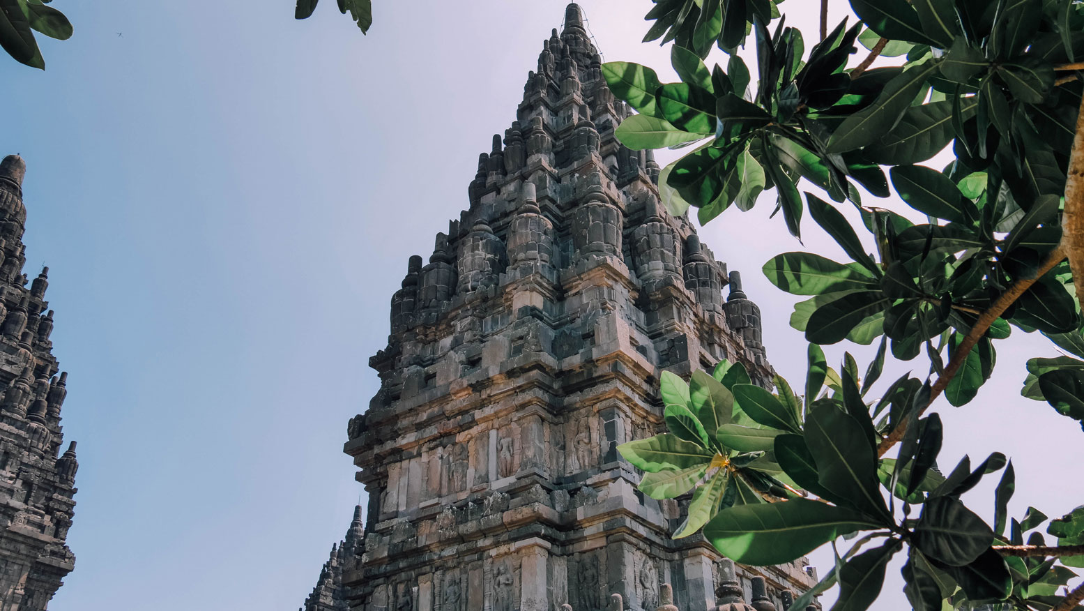 Prambanan Temple arbre