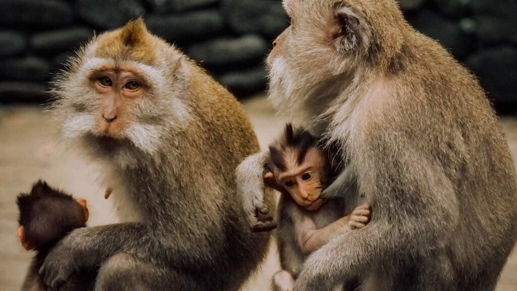 Top 20 des choses à faire à Ubud, visiter la monkey forest