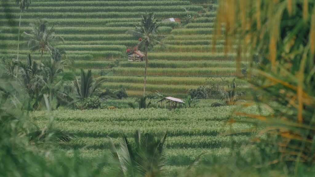 Top 20 des choses à faire à Ubud, les rizières de Jatiwulih