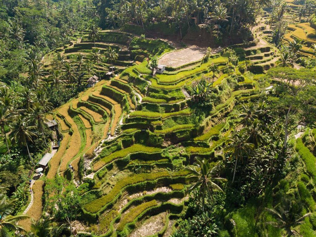 Top 20 des choses à faire à Ubud : rizières de tegallalang vue du ciel
