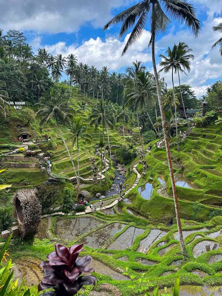 Top 20 des choses à faire à Ubud, visiter les rizières de tegallalang